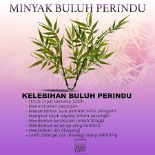 Cara menggunakan minyak bulu perindu untuk memikat lawan jenis. Facebook