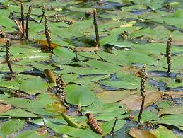 Image result for Potamogeton