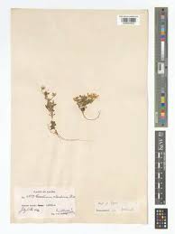 Image result for Cerastium afromontanum