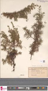 Image result for Oxygonum buchananii
