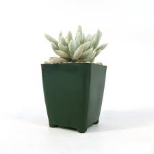 Image result for Senecio letouzeyanus