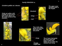 Image result for Crotalaria parvula