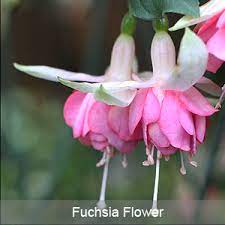 Fuchsia Plants And Fuchsia Nurseries At Australian Nurseries Online Fuchsia Plant Plants Flowers Australia