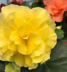 Pin On Begonias