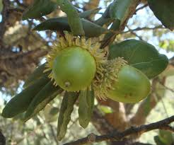 Image result for Quercus suber