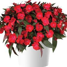 Image result for Impatiens irvingii