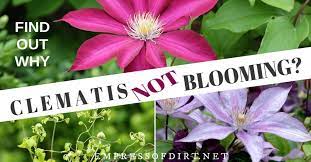 Maybe you would like to learn more about one of these? Why Your Clematis Is Not Blooming And How To Get Flowers A Fashion Jewellery Clothing