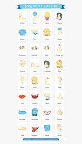 The worksheets are over phrases, colors here are more free beginner spanish worksheets to help you with vocabulary and phrases concerning greetings, relatives, animals, body parts, shapes, and more. Free Printable Body Parts Flashcards In Spanish Free Transparent Clipart Clipartkey