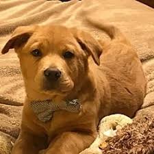 We did not find results for: Manchester Vermont Labrador Retriever Meet Berkley A For Adoption Https Www Adoptapet Com Pet Labrador Retriever Labrador Puppy Labrador Puppy Training