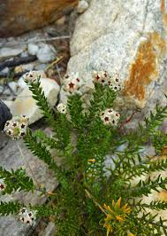 Image result for Phylica emirnensis