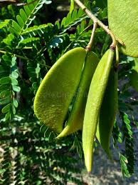 Image result for Caesalpinia sappan