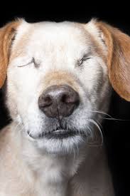 These Photos Show Why Perfectly Imperfect Animals Are Worthy Of Homes Too Animals Disabled Dog Animal Stories