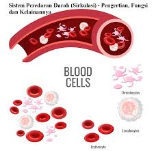 Sistem Peredaran Darah Sirkulasi Pengertian Fungsi Dan Kelainannya Darah Plasma Darah Sumsum Tulang