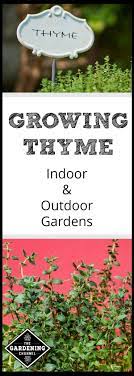 How To Grow Thyme In Little Containers At Home Antibacterial Antiseptic Indoor Vegetable Gardening Herbs Indoors Indoor Vegetables