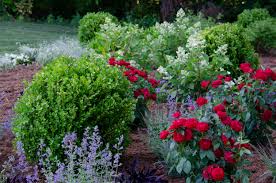A Time to Plant Boxwood — NewGen® Boxwood