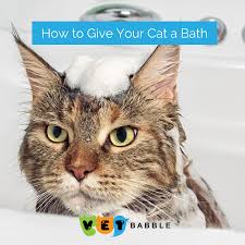 Fill each with warm water, then gently lower your cat (one hand supporting its bottom, the other beneath the chest) into the first container to get it wet. How To Give Your Cat A Bath A Step By Step Guide Vetbabble Cats Cat Health Crazy Cats