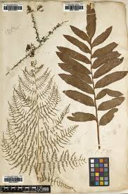 Image result for Pteris kivuensis