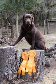 We are a small family owned facility located in southeastern nc. River Retrievers Preserving The Dual Purpose Labrador