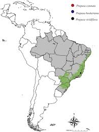 Image result for Tricalysia semidecidua