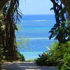 Image result for Acacia kirkii