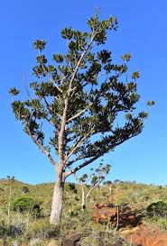 Image result for Araucariaceae