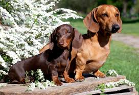 differences between standard and miniature dachshunds