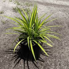 Image result for Pandanus