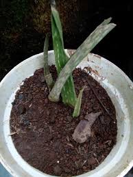Jul 07, 2017 · 8 cara menanam lidah buaya di rumah (teknik mudah) lidah buaya atau dalam nama latinnya 'aloe vera' ini memiliki banyak manfaat yang di antaranya dapat dijadikan alternatif obat mag, penyembuh luka, luka bakar, herpes (dompo), ketombe, dan sebagainya. Cara Menanam Lidah Buaya Langkah Yang 99 Bisa Hidup