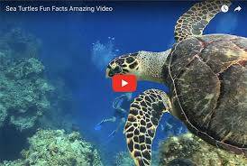 The natural habitat of sea turtles includes feeding, migration, breeding, and nesting areas. Sea Turtles Fun Facts Amazing Video Turtle Time Inc