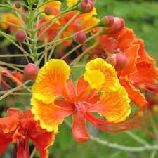 Image result for Caesalpinia rubra