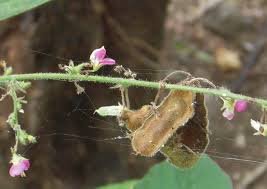 Image result for Pseudarthria