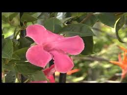 It has glossy leaves and striking trumpet shaped flowers. Alice Dupont Mandevilla Youtube