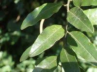 Image result for Capparis fascicularis