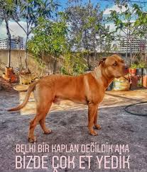 Bir Kopegin Dostlugu Uludag Sozluk