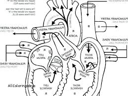 Physiology Coloring Book Pdf Together With Dental Anatomy Colori On Reproductive System Anatomy Coloring Book Coloring Books Coloring Book Download