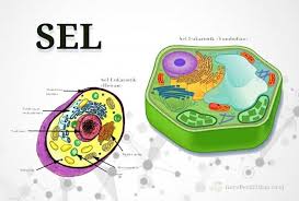 We did not find results for: Struktur Sel Biology Quiz Quizizz