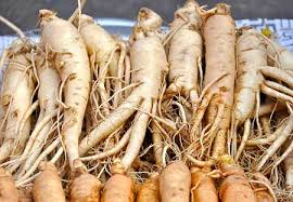 From cf.shopee.co.id obat biusobat bius alami obat bius pingsan obat bius hirup obat. 5 Cara Menanam Ginseng Di Pot Teknik Stek Dan Benih Ilmubudidaya Com