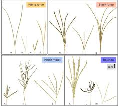 Image result for Digitaria velutina