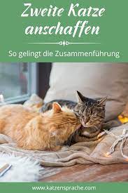 pin auf wohnungskatzen