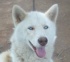 White German Shepherd Puppies With Blue Eyes Zoe Fans Blog Puppies With Blue Eyes Husky With Blue Eyes Baby Siberian Husky