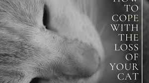 Is before getting up—too many kittens have been injured or killed by the mechanism. When Your Cat Dies Gentle Tips To Heal Your Grieving Heart Pethelpful