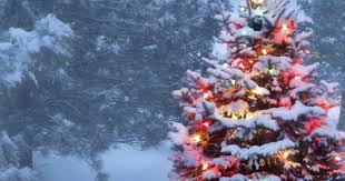 Important that firewood cutting not take place on plantations, research areas, recreation sites, recreation trails and in cut blocks being logged, or on. Idaho Christmas Tree Permits Bureau Of Land Management