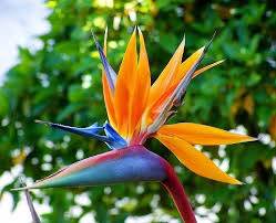 Bird Of Paradise Plant Varieties Costa Rica Vacations And Resorts Costa Rica Experts Birds Of Paradise Flower Plants Flowers Photography