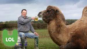 He is a species of camel found first in his own world, gobi's valley. The Beer Drinking Camel Youtube