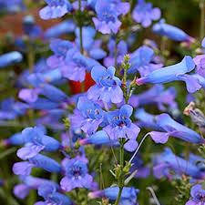 5 Flowers That Can Handle The Summer Heat