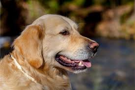 Why Does My Golden Retriever Sleep On Its Back Golden Retrievers