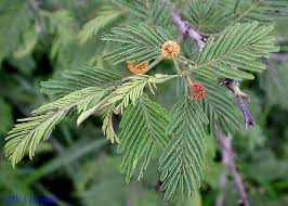 Image result for Acacia pentagona