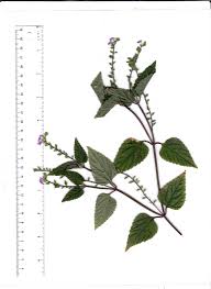 Image result for Priva curtisiae