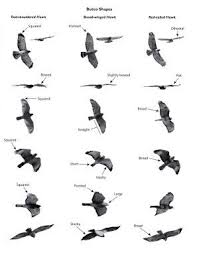 Black Bird With White Tail Uk Review Hawks From Every Angle How To Identify Raptors In Flight Birds Flying Backyard Birds Pet Birds