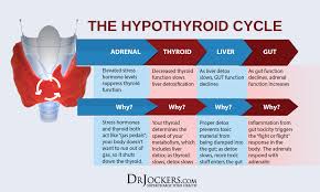How To Test Your Thyroid Function At Home Drjockers Com